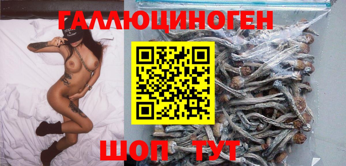 Грозный  Псилоцибиновые грибы Psilocybe  Вход с VPN 