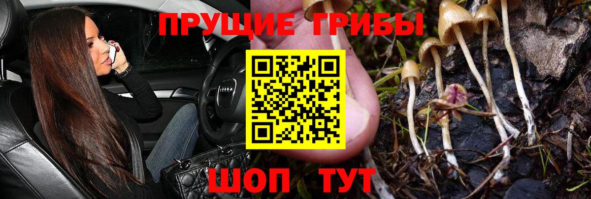 Псилоцибиновые грибы Psilocybe Грозный